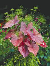 Image result for Caladium
