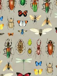 Rex might have reached its maximum body length and height earlier in adulthood, but then bulked up as it became older and mature. The Usual Suspects Insects On Grey Watercolour Bugs Pattern By Cecca Design Spon Insects Grey Usual Suspects Ad Art Wall Design Art