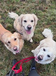 Happy Monday!🤣🐶 Via @dash.dog