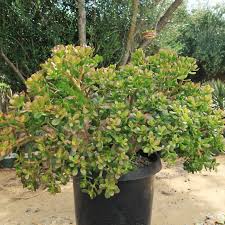 Image result for Crassula ovata