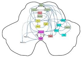 Bellworth development sdn bhd is known for some of the most luxurious and exclusive properties in malaysia. Cells Free Full Text Development And Differentiation Of Midbrain Dopaminergic Neuron From Bench To Bedside Html