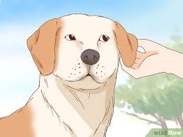 Kopek Nasil Sevilir Resimlerle Wikihow