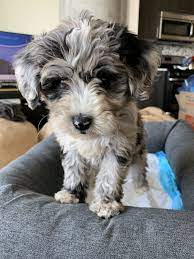 Mini Sheepadoodles Puppies For Sale Chicago Il Scruffy Dogs Puppies Puppies For Sale