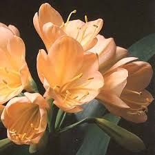Image result for Clivia miniata