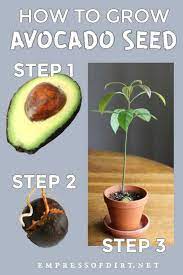 Forget The Toothpicks This Is The Easy Way To Grow Avocado From Seed Grow Avocado Avocado Plant Avocado Plant From Seed