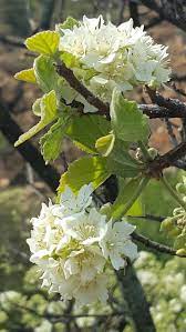 Drolpeer Or Dombeya Rotundifolia Permaculture Gardening Plants Fairy Garden
