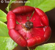 Image result for Uvaria