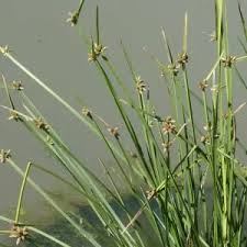 Image result for Schoenoplectiella roylei