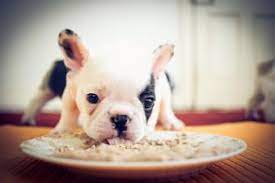 Starting Puppies On Solid Food Lovetoknow