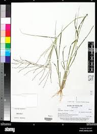 Image result for Lipocarpha chinensis