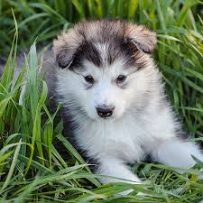 What was the alaskan malamute first bred for? 1 Alaskan Malamute Puppies For Sale In San Jose Ca