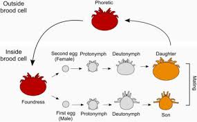 The importance of sexual transmission in the epidemiology of hepatitis c virus (hcv) infection is still controversial. A Varroa Destructor Protein Atlas Reveals Molecular Underpinnings Of Developmental Transitions And Sexual Differentiation Molecular Cellular Proteomics