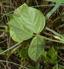 Image result for Macrotyloma africanum