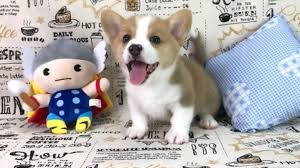 Browse the largest, most trusted source of pembroke welsh corgi puppies for sale. Perfect Puppy Comquality Honesty Integritypurebred Shiba Inu Puppies