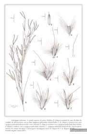 Image result for Eriochrysis pallida