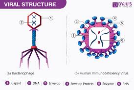 What Are Viruses Discover The Classification And Properties