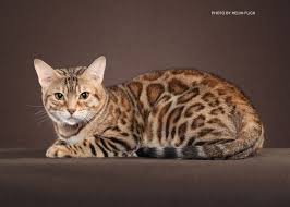 Without a bill of sale, some sort of registration/pedigree papers from the breeder, or more at the wildcat sanctuary, the bengals we rescue are provided safe roofed habitats with indoor bungalows and plenty of space, natural amenities. Bengal Cat Adoption Near Me The Y Guide