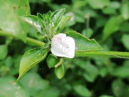 Image result for Isoglossa ciliata