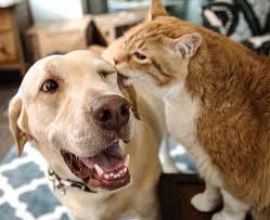 Heart is not responsible for the accuracy or completeness of this list, but is merely providing the list as a helpful resource to pet owners. Contact Us Vca Lexington Boulevard Animal Hospital