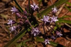 Image result for Margaretta rosea