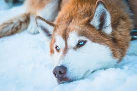 A siberian husky has a lot going for them. The Red Husky Breed Facts And Complete Guide Animal Corner