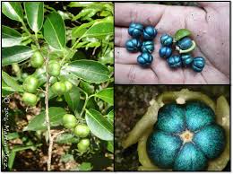 Image result for Margaritaria