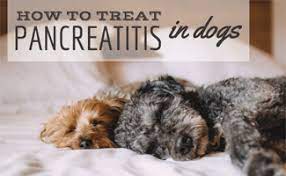 It is high in good fiber and water content. Pancreatitis In Dogs Symptoms Causes And More Caninejournal Com