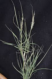 Image result for Volkiella disticha