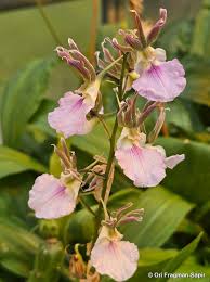 Image result for Eulophia guineensis