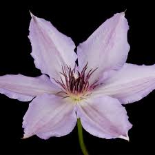 Maybe you would like to learn more about one of these? Buy Clematis Hagley Hybrid J Parker Dutch Bulbs