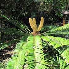 Image result for Cyathula natalensis