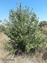 Image result for Gardenia volkensii