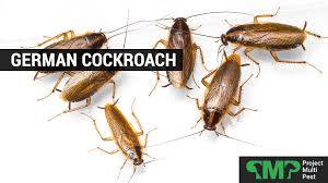 The best advice for german cockroach control is to practice good sanitation. Cockroach Pest Control In London Professional Extermination