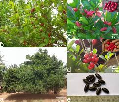 Image result for Synsepalum