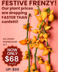 Image result for Solanum mammosum