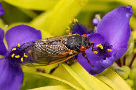 How long do cicadas live. Brood X Cicadas Emerge After 17 Years Underground Reuters Com