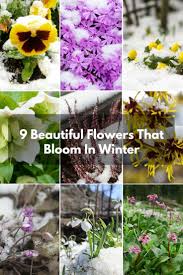 Ftd®, a premier provider of beautiful floral arrangements & flower bouquets since 1910. Flowers That Bloom In Winter Growing Flowers Indoors Beautiful Flowers Flowers