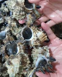 Any mollusc of class gastropoda. My Pasar Siput Laut Kangaha Rm33 Kg Facebook