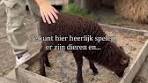 Een spin op je hand? Een slang om je nek? Een potje wilde ... - Instagram