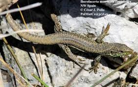 Image result for Elatostema monticola