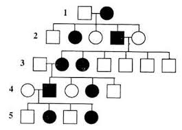 examples of pedigree pattern genetics