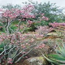 Image result for Adenium multiflorum
