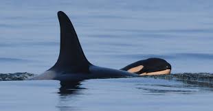 Hop on the orcas island ferry and come for delicious restaurants, hiking, whale watching and many other things to do. Orca That Carried Dead Calf For 17 Days Gives Birth Again The New York Times
