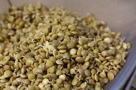We did not find results for: Homemade Rooting Hormones Gardening On