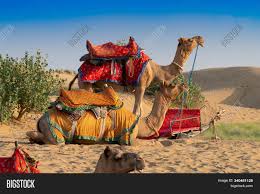 How to saddle camel video tutorial. Camels Camelus Image Photo Free Trial Bigstock