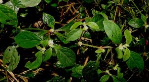 Image result for Justicia tenella