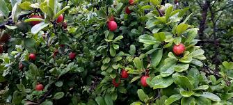 Image result for Ximenia afra