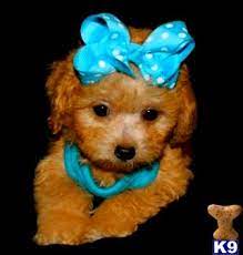 Very proud to show you mama reed's tiny maltipoos. Maltipoo Puppy For Sale Golden Maltipoo Puppies For Sale In Texas 9 Years Old