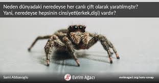 Neden Dunyadaki Neredeyse Her Canli Cift Olarak Yaratilmistir Yani Neredeyse Hepsinin Cinsiyeti Erkek Disi Vardir Soru Cevap Evrim Agaci