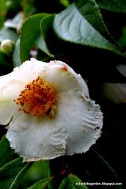 Mountain Camellia Stewartia Ovata Are Rare Trees Native To The Southern Appalachian Mountains Plants Tree Appalachian Mountains